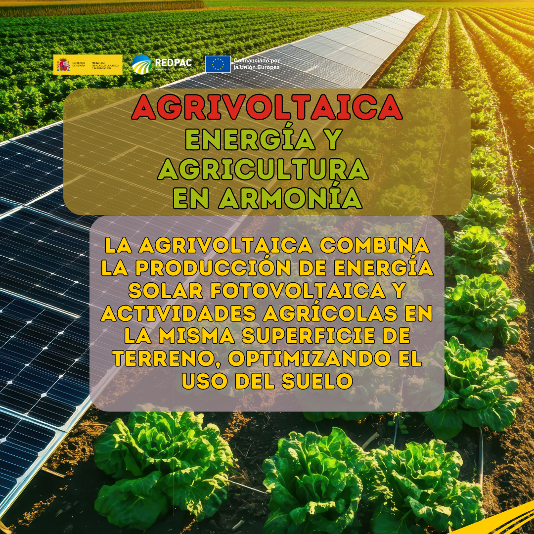 La Red PAC publica un folleto divulgativo sobre agrivoltaica para explicar su funcionamiento y sus beneficios