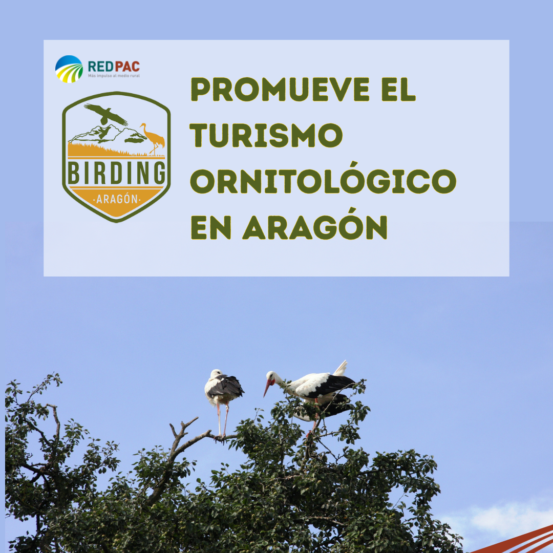 El proyecto “Birding Aragón” promueve el turismo ornitológico en la regiónEl proyecto “Birding Aragón” promueve el turismo ornitológico en la regiónEl proyecto “Birding Aragón” promueve el turismo ornitológico en la región