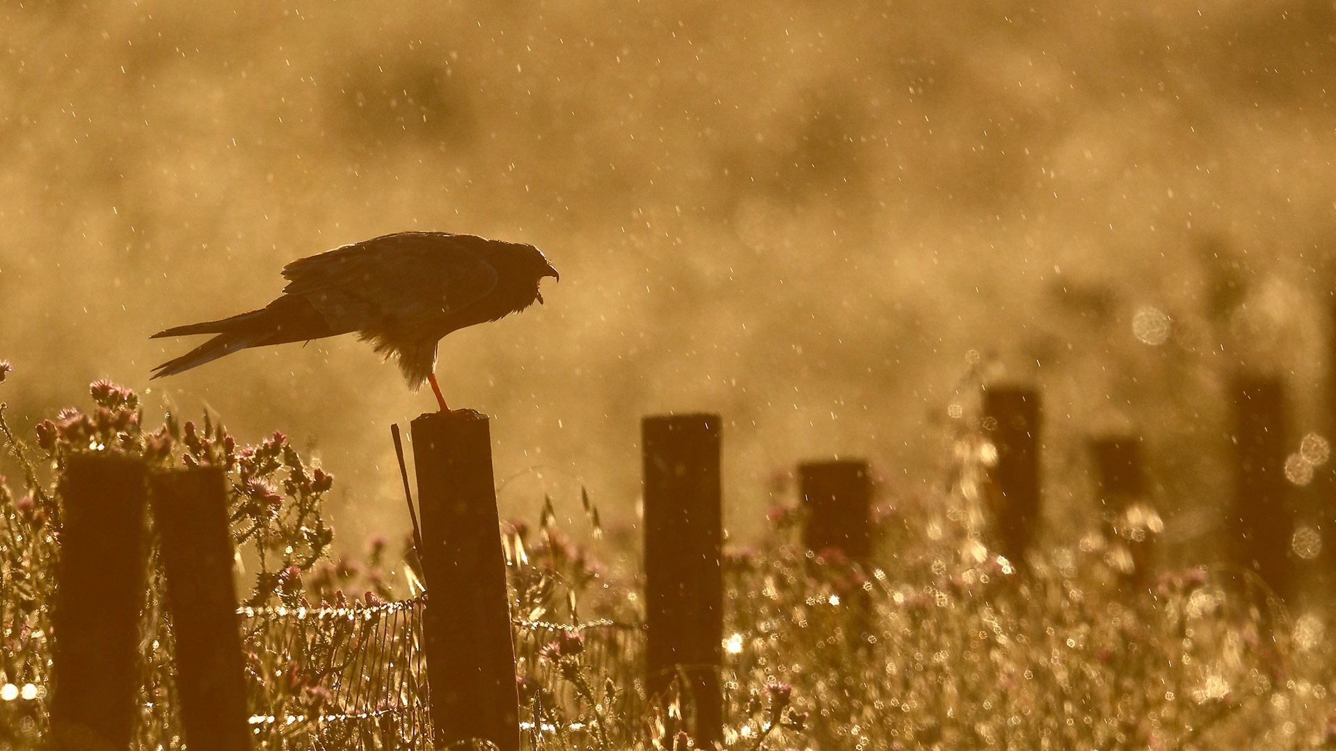 fotografía de un aguilucho cenizo