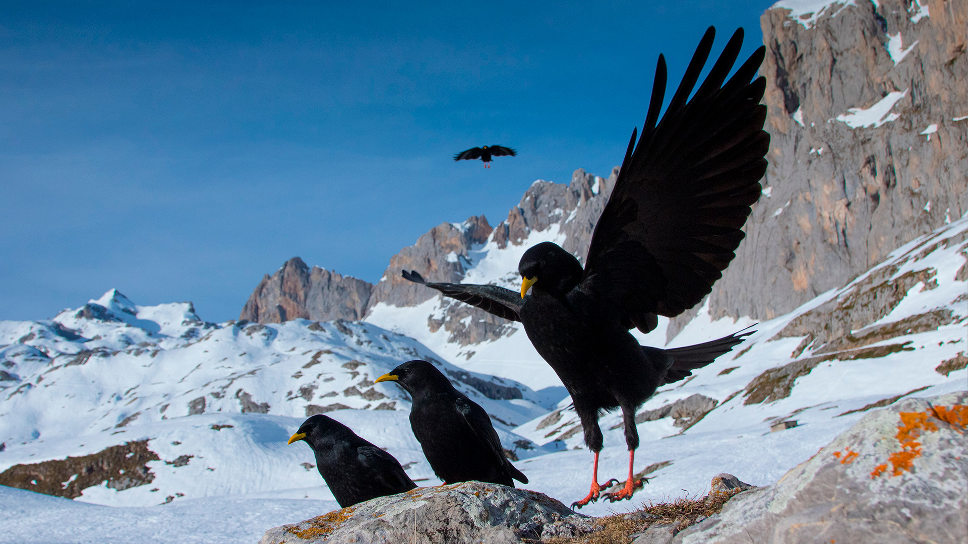 fotografía aves Picos de Europa