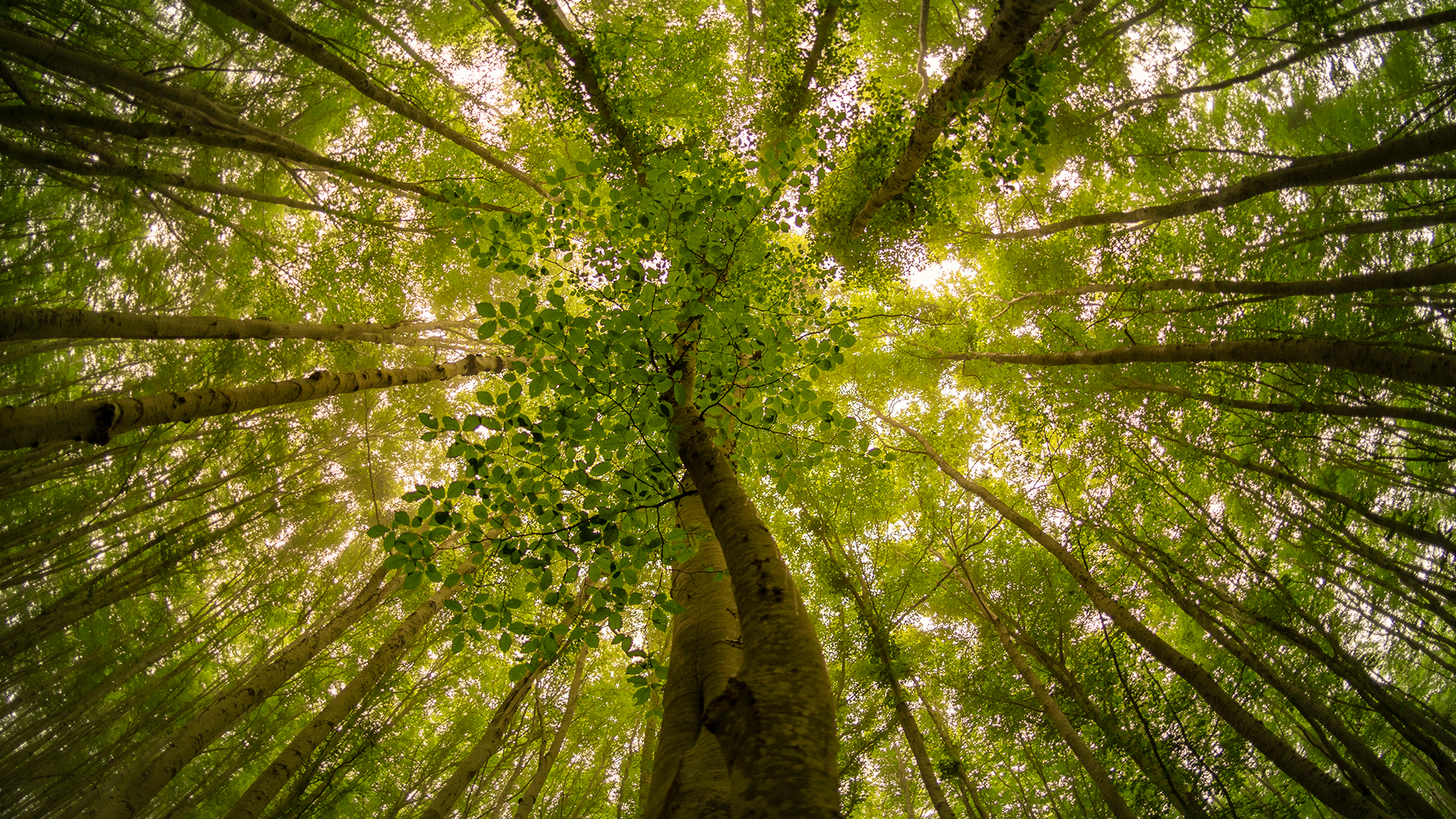 Fotografia parque nacional de Ordesa