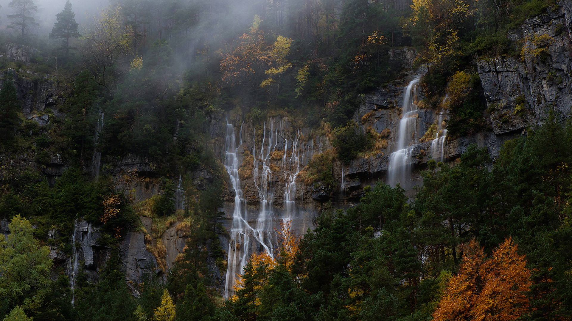 Premio categoría Forestal
