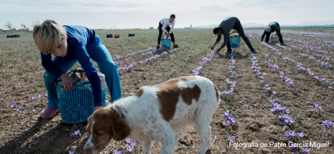  Estudio sobre las necesidades formativas de la juventud rural