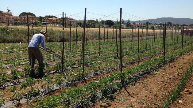 Agricultura