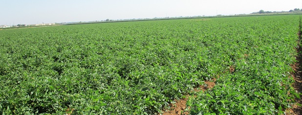 Ayudas a la agricultura innovadora y sostenible de La Rioja