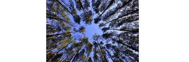 Grupo Focal Nacional sobre Innovación Forestal