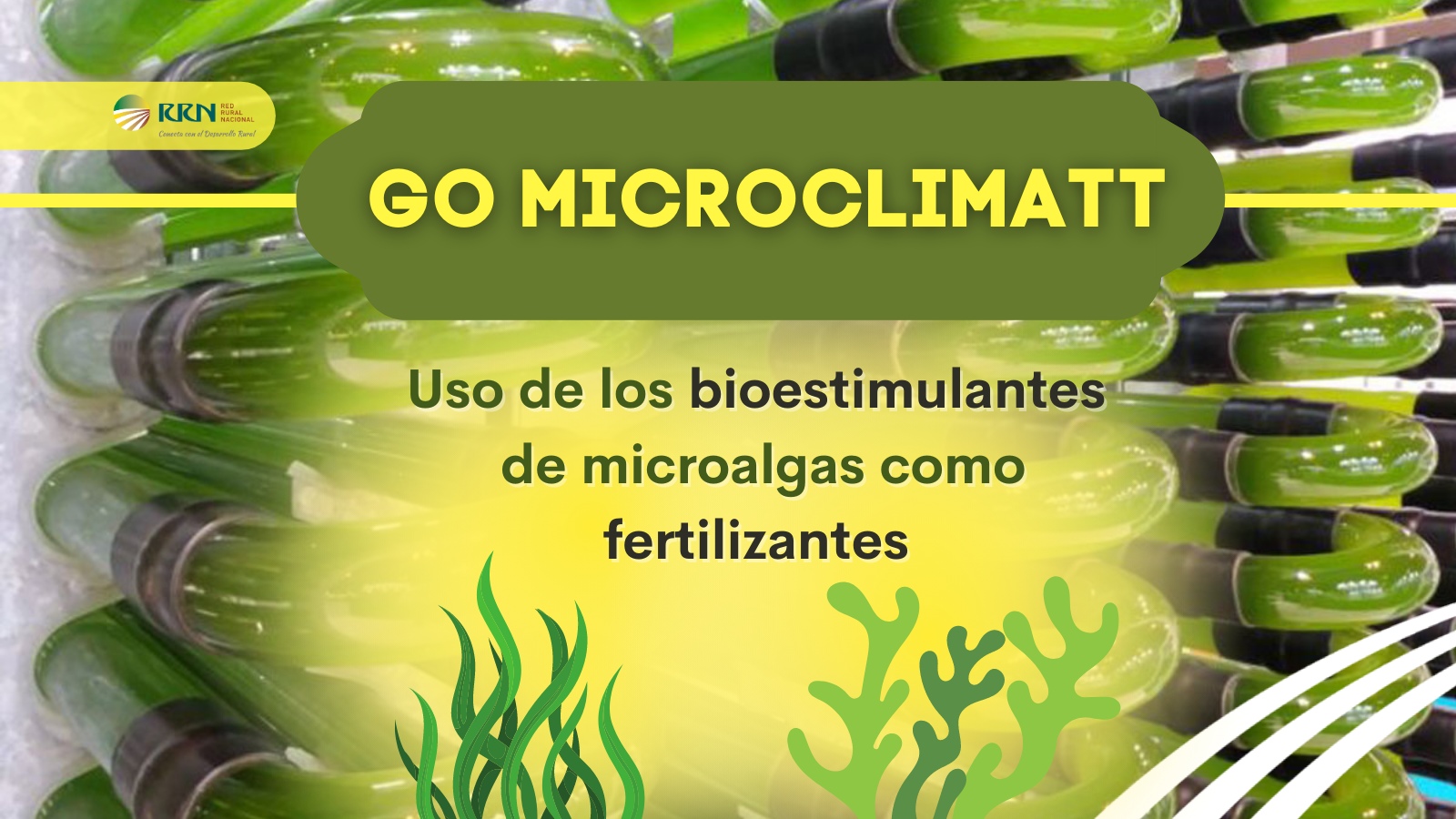 El Grupo Operativo Microclimatt estudia el uso de bioestimulantes de microalgas para mejorar la productividad de los cultivos 