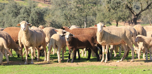 Desarrollo rural y Red Natura 2000