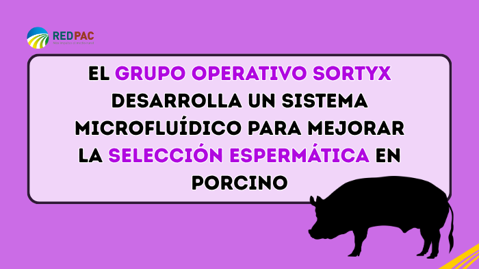 El Grupo Operativo SORTYX se propone mejorar la selección espermática en el sector porcino