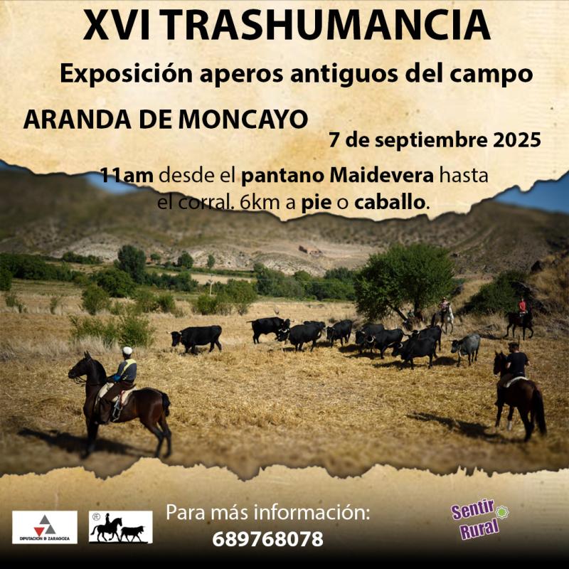 Sentir Rural transhumantziaren aldeko apustua egin du eta 2012tik ekitaldi hau Aranda de Moncayon egiten du. 2011n Aragoiko, Nafarroako eta Soriako hainbat udalerritan ere egin zen. Milioi urtez, gizakiek transhumantzia praktikatu dute beren abereekin. Transhumantzia abereak urtean bi aldiz mugitzea da, goi-lurraldeko udako larreetara eta behe-lurraldeetara (harana eta larreetara) negua pasatzera. Transhumante izatea artzaintza mota bat baino gehiago da; bizimodu bat da eta naturaren zikloekin eta izaki bizidun guztiekin lotura osoa sentitzeko modu bat. Transhumantziak komunikazio sistema zabala ehundu du Iberiar penintsulan zehar, abereentzako bide, bidexka, bidezidor eta errekastoz osatua. Mende honen hasieran, bide hauek oraindik existitzen dira, 125.000 kilometro eta 400.000 hektarea baino gehiago luzatuz. Aranda de Moncayo transhumanteen igarobide izaten jarraitzen du, bere bide aktiboak mantenduz. Sentir Rural-ek, sortu zenetik, transhumantzia eta transhumanteen inguruko hainbat jardueratan lan egin du 2010etik, pixkanaka desagertzen ari den merkataritza eta bizimodu honen berri emanez. Horregatik, ekitaldi hauetan, transhumantziak gizarteari zein ingurumenari ekartzen dizkion onura ugarien berri ematen dugu, biodibertsitate bizia eta gure lurzoruen emankortasuna mantenduz igaro ondoren. Zuhaixken hazkuntza ere kontrolatzen du, suteen aurka eraginkortasunez jardunez, beste onura askoren artean. Asteburu batean zehar, hezkuntza eta interaktibotasun ekitaldi hauen bidez, milurtekoetan zehar beren jarduera ekonomikoaren bidez, kalitatezko elikagaiak ekoizten eta ekosistema bizia mantentzen lagundu duten gizon-emakumeak gogoratuko ditugu. 2016an, transhumantzia Gizateriaren Ondare Kultural Ukiezina izendatu zuen, eta 2023az geroztik, UNESCOk Gizateriaren Ondare Kultural Ukiezina da. Transhumantziarekin eta baserriko lanekin lotutako antzinako tresnen erakusketa iragan ez hain urrun batera begirada bat da. Bertako materialekin egindako eskuz egindako tresnen edertasunaren eta kalitatearen gozamena. Erakusketa irailaren 6an, larunbata, eta irailaren 7an, igandea, izango da, Aranda de Moncayoko Molino del Batán-eko baserri eta ukuilu zaharberrituan. Transhumantzia: Aranda de Moncayo udalerriko abelbideetan zehar 14 km-ko ibilbidea. Ibilbidea oinez edo zaldiz egin daiteke.