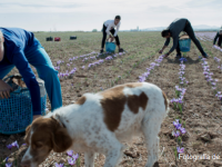  Estudio sobre las necesidades formativas de la juventud rural