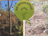 El Grupo Operativo “Eucalyptus” 