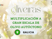 GO Oliveiras de Galicia
